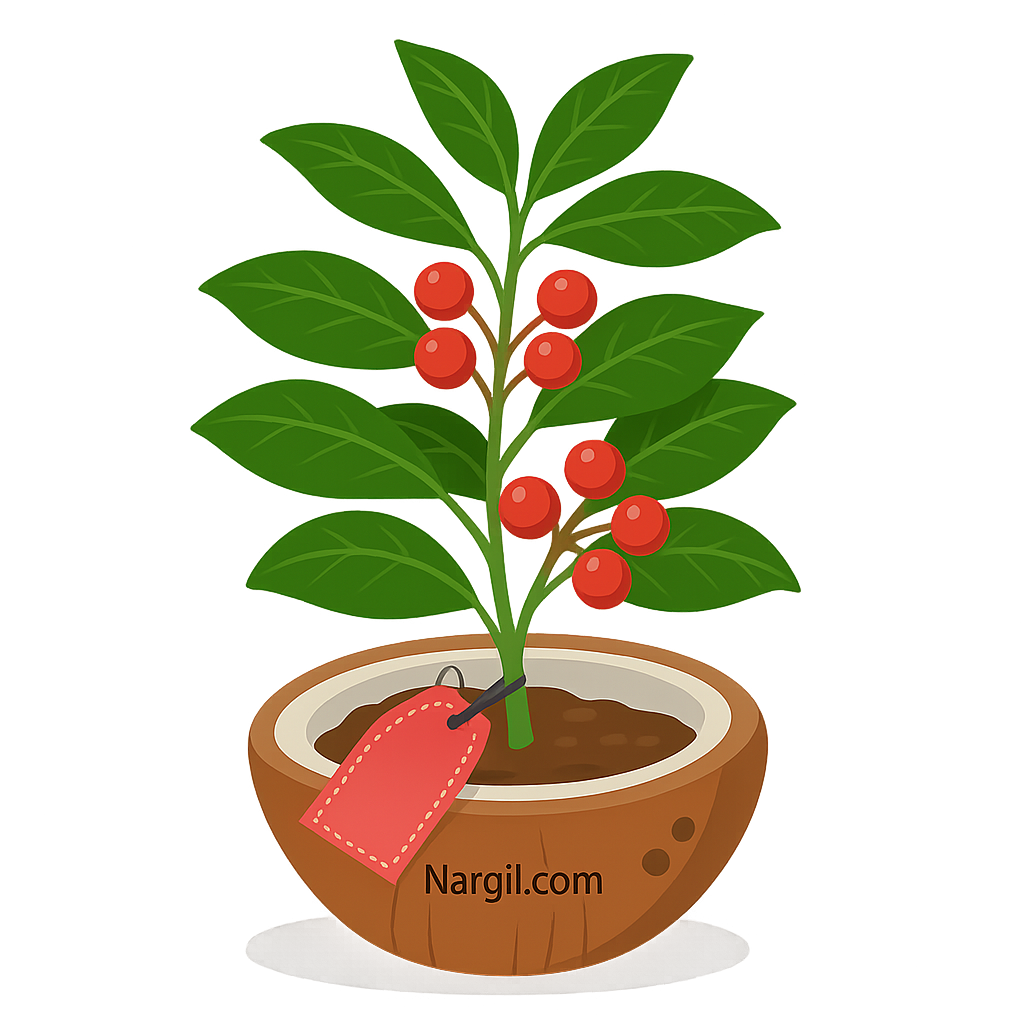  Nargil - christmas berry